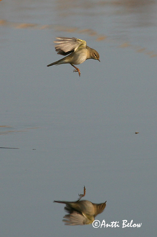 Avainsanat: Mosquiter de passa Løvsanger Fitis Willow Warbler Salu-lehelind Pajulintu Pouillot fitis Fitis Fitisz füzike Laufsöngvari Løvsanger Felosa-musical Phylloscopus trochilus Mosquitero Musical Lövsångare