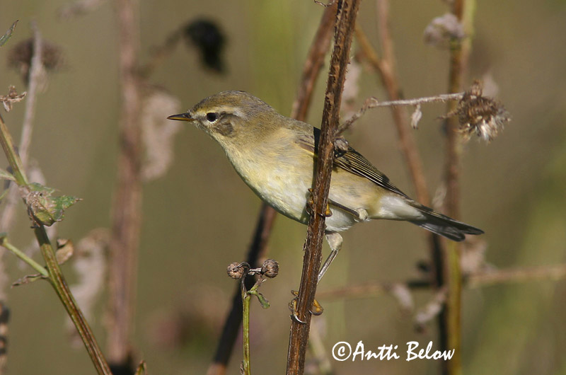 Avainsanat: Mosquiter de passa Løvsanger Fitis Willow Warbler Salu-lehelind Pajulintu Pouillot fitis Fitis Fitisz füzike Laufsöngvari Løvsanger Felosa-musical Phylloscopus trochilus Mosquitero Musical Lövsångare