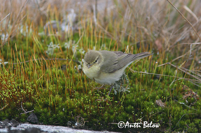 Avainsanat: Mosquiter de passa Løvsanger Fitis Willow Warbler Salu-lehelind Pajulintu Pouillot fitis Fitis Fitisz füzike Laufsöngvari Løvsanger Felosa-musical Phylloscopus trochilus Mosquitero Musical Lövsångare
