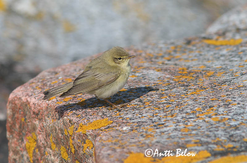 Avainsanat: Mosquiter de passa Løvsanger Fitis Willow Warbler Salu-lehelind Pajulintu Pouillot fitis Fitis Fitisz füzike Laufsöngvari Løvsanger Felosa-musical Phylloscopus trochilus Mosquitero Musical Lövsångare