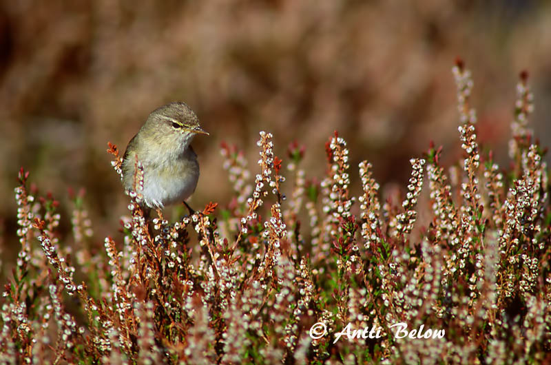 Avainsanat: Mosquiter de passa Løvsanger Fitis Willow Warbler Salu-lehelind Pajulintu Pouillot fitis Fitis Fitisz füzike Laufsöngvari Løvsanger Felosa-musical Phylloscopus trochilus Mosquitero Musical Lövsångare