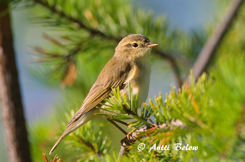 Avainsanat: Mosquiter de passa Løvsanger Fitis Willow Warbler Salu-lehelind Pajulintu Pouillot fitis Fitis Fitisz füzike Laufsöngvari Løvsanger Felosa-musical Phylloscopus trochilus Mosquitero Musical Lövsångare