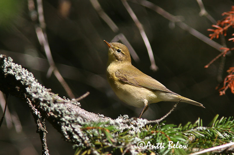 Avainsanat: Mosquiter de passa Løvsanger Fitis Willow Warbler Salu-lehelind Pajulintu Pouillot fitis Fitis Fitisz füzike Laufsöngvari Løvsanger Felosa-musical Phylloscopus trochilus Mosquitero Musical Lövsångare