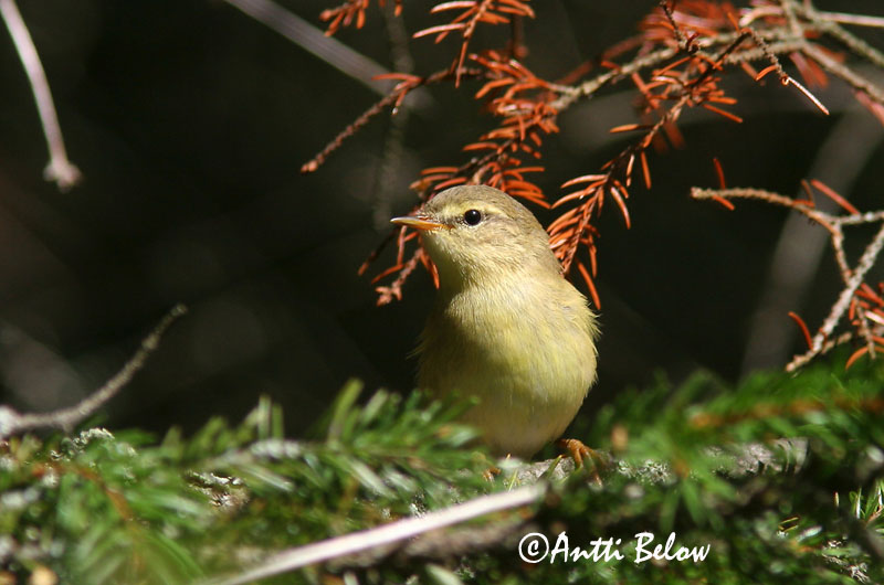 Avainsanat: Mosquiter de passa Løvsanger Fitis Willow Warbler Salu-lehelind Pajulintu Pouillot fitis Fitis Fitisz füzike Laufsöngvari Løvsanger Felosa-musical Phylloscopus trochilus Mosquitero Musical Lövsångare