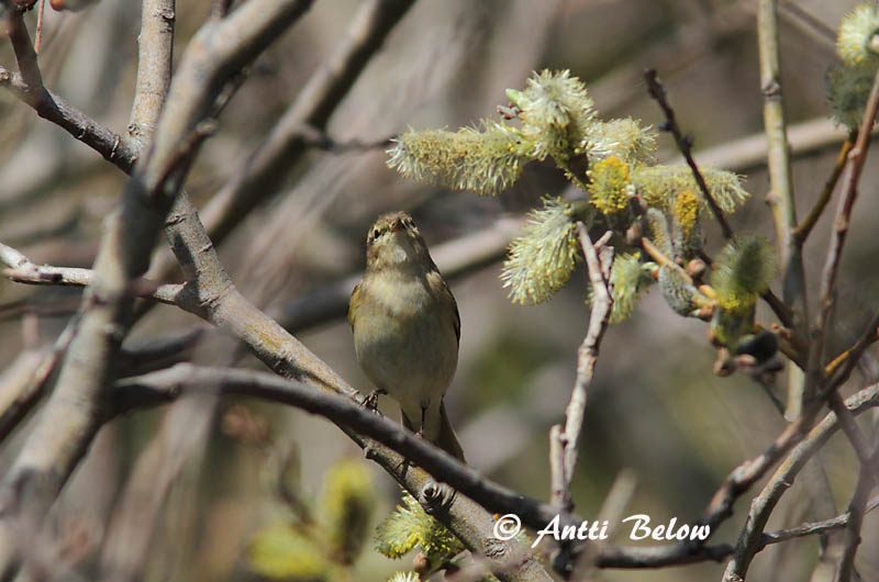 Avainsanat: Mosquiter de passa Løvsanger Fitis Willow Warbler Salu-lehelind Pajulintu Pouillot fitis Fitis Fitisz füzike Laufsöngvari Løvsanger Felosa-musical Phylloscopus trochilus Mosquitero Musical Lövsångare
