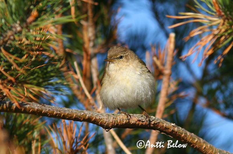 Avainsanat: Mosquiter de passa Løvsanger Fitis Willow Warbler Salu-lehelind Pajulintu Pouillot fitis Fitis Fitisz füzike Laufsöngvari Løvsanger Felosa-musical Phylloscopus trochilus Mosquitero Musical Lövsångare