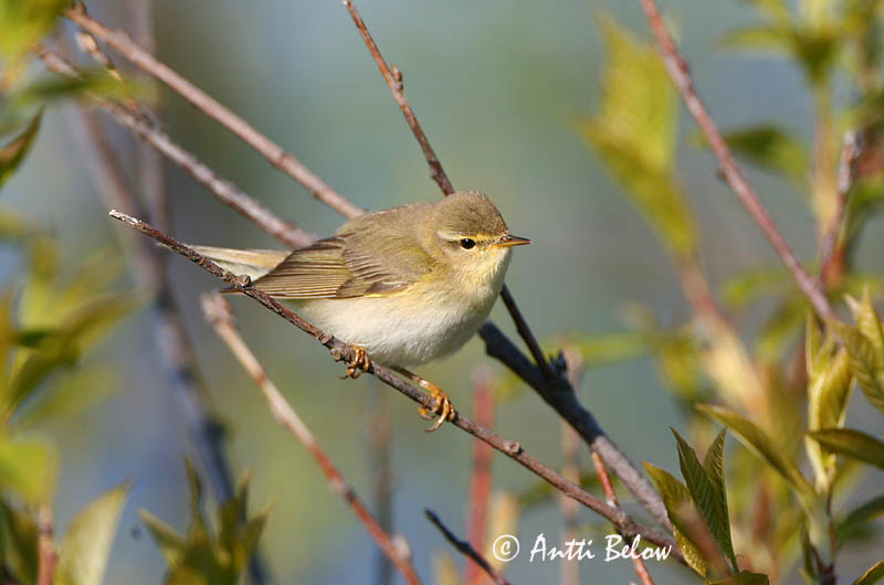 Avainsanat: Mosquiter de passa Løvsanger Fitis Willow Warbler Salu-lehelind Pajulintu Pouillot fitis Fitis Fitisz füzike Laufsöngvari Løvsanger Felosa-musical Phylloscopus trochilus Mosquitero Musical Lövsångare