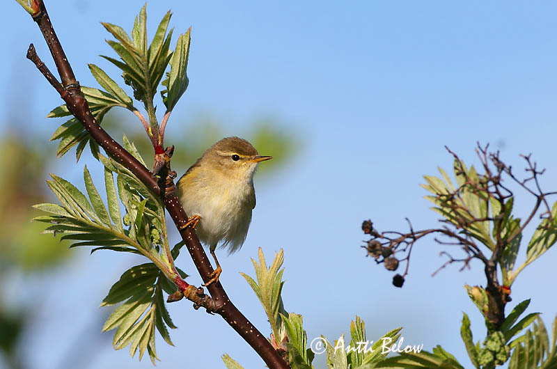 Avainsanat: Mosquiter de passa Løvsanger Fitis Willow Warbler Salu-lehelind Pajulintu Pouillot fitis Fitis Fitisz füzike Laufsöngvari Løvsanger Felosa-musical Phylloscopus trochilus Mosquitero Musical Lövsångare