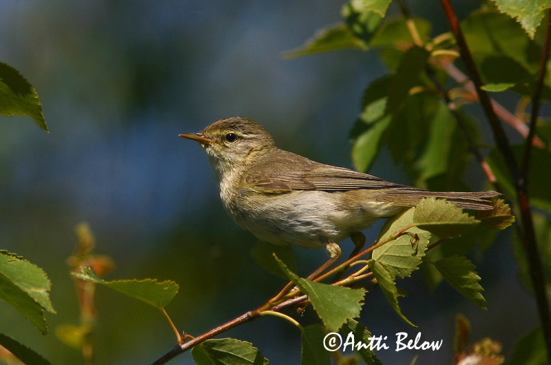 Avainsanat: Mosquiter de passa Løvsanger Fitis Willow Warbler Salu-lehelind Pajulintu Pouillot fitis Fitis Fitisz füzike Laufsöngvari Løvsanger Felosa-musical Phylloscopus trochilus Mosquitero Musical Lövsångare