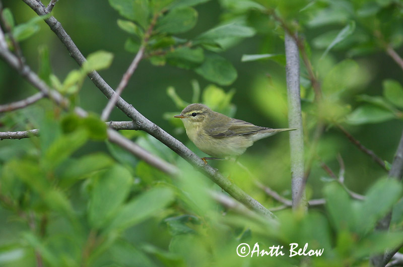 Avainsanat: Mosquiter de passa Løvsanger Fitis Willow Warbler Salu-lehelind Pajulintu Pouillot fitis Fitis Fitisz füzike Laufsöngvari Løvsanger Felosa-musical Phylloscopus trochilus Mosquitero Musical Lövsångare
