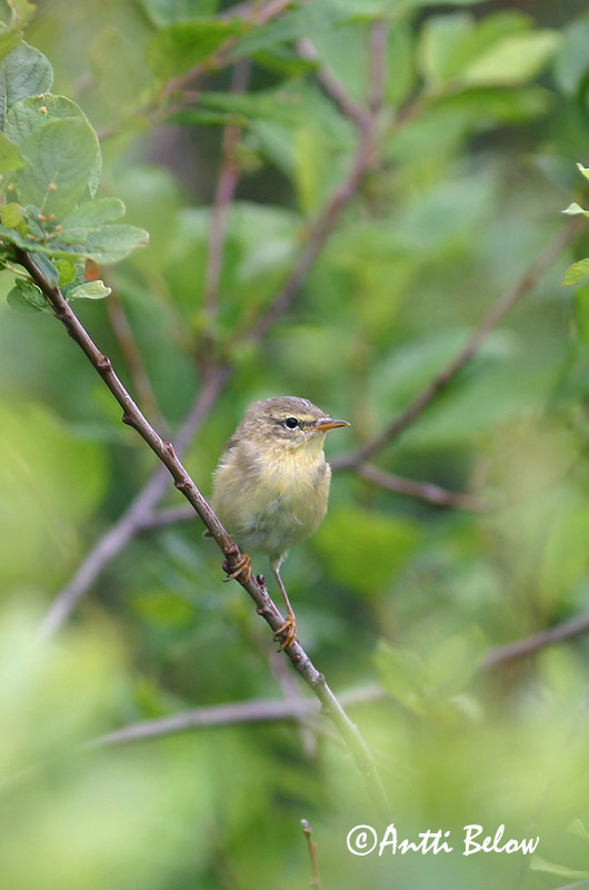 Avainsanat: Mosquiter de passa Løvsanger Fitis Willow Warbler Salu-lehelind Pajulintu Pouillot fitis Fitis Fitisz füzike Laufsöngvari Løvsanger Felosa-musical Phylloscopus trochilus Mosquitero Musical Lövsångare