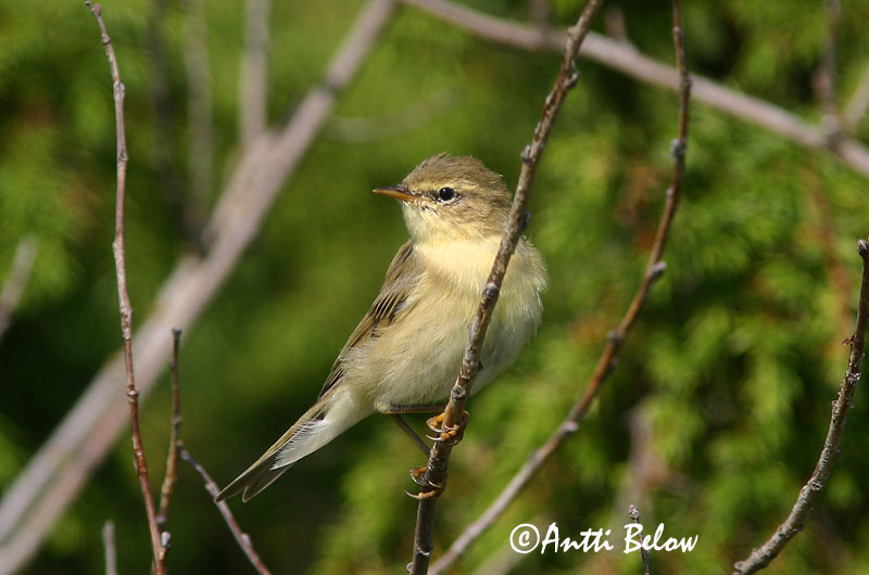 Avainsanat: Mosquiter de passa Løvsanger Fitis Willow Warbler Salu-lehelind Pajulintu Pouillot fitis Fitis Fitisz füzike Laufsöngvari Løvsanger Felosa-musical Phylloscopus trochilus Mosquitero Musical Lövsångare