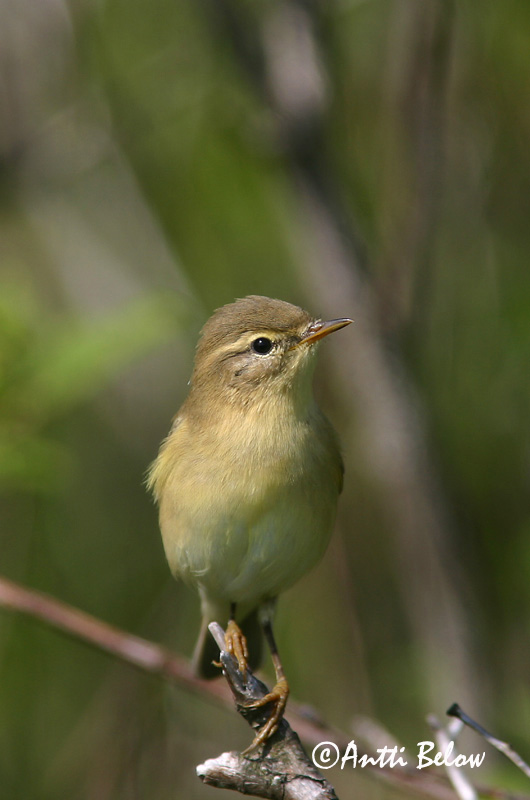 Avainsanat: Mosquiter de passa Løvsanger Fitis Willow Warbler Salu-lehelind Pajulintu Pouillot fitis Fitis Fitisz füzike Laufsöngvari Løvsanger Felosa-musical Phylloscopus trochilus Mosquitero Musical Lövsångare