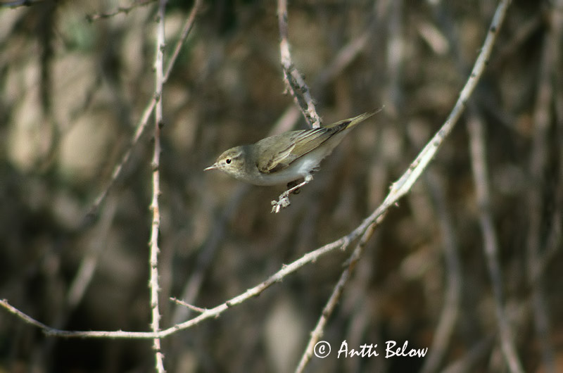 Avainsanat: Eastern Bonelli's Warbler Phylloscopus orientalis bergsångare Balkaninuunilintu