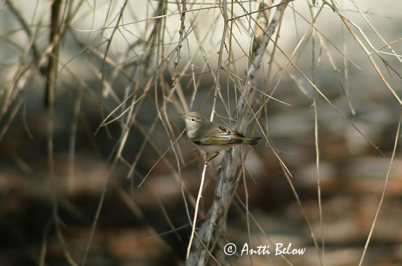 Avainsanat: Eastern Bonelli's Warbler Phylloscopus orientalis bergsångare Balkaninuunilintu