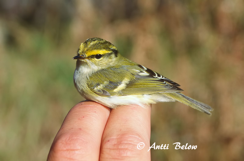 Avainsanat: Fuglekongesanger Pallas' boszanger Pallas's Leaf Warbler Kuld-lehelind Hippiäisuunilintu Pouillot de Pallas Goldhähnchen-Laubsänger Királyfüzike Kollsöngvari Fuglekongesanger Kungsfågelsångare Phylloscopus proregulus Mosquitero de Pallas