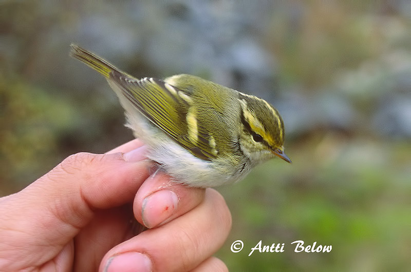 Avainsanat: Fuglekongesanger Pallas' boszanger Pallas's Leaf Warbler Kuld-lehelind Hippiäisuunilintu Pouillot de Pallas Goldhähnchen-Laubsänger Királyfüzike Kollsöngvari Fuglekongesanger Kungsfågelsångare Phylloscopus proregulus Mosquitero de Pallas