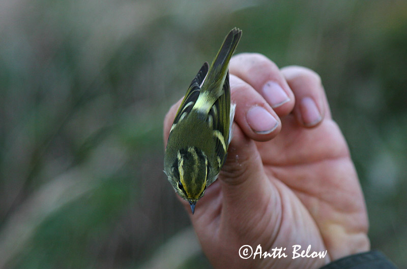 Avainsanat: Fuglekongesanger Pallas' boszanger Pallas's Leaf Warbler Kuld-lehelind Hippiäisuunilintu Pouillot de Pallas Goldhähnchen-Laubsänger Királyfüzike Kollsöngvari Fuglekongesanger Kungsfågelsångare Phylloscopus proregulus Mosquitero de Pallas