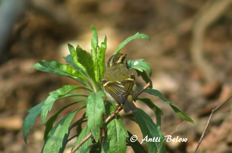 Avainsanat: Fuglekongesanger Pallas' boszanger Pallas's Leaf Warbler Kuld-lehelind Hippiäisuunilintu Pouillot de Pallas Goldhähnchen-Laubsänger Királyfüzike Kollsöngvari Fuglekongesanger Kungsfågelsångare Phylloscopus proregulus Mosquitero de Pallas