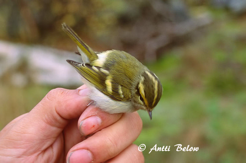 Avainsanat: Fuglekongesanger Pallas' boszanger Pallas's Leaf Warbler Kuld-lehelind Hippiäisuunilintu Pouillot de Pallas Goldhähnchen-Laubsänger Királyfüzike Kollsöngvari Fuglekongesanger Kungsfågelsångare Phylloscopus proregulus Mosquitero de Pallas
