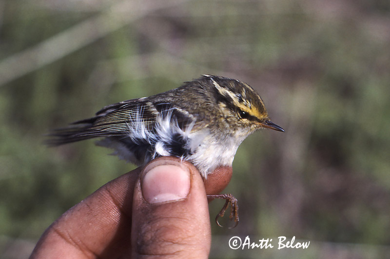 Avainsanat: Fuglekongesanger Pallas' boszanger Pallas's Leaf Warbler Kuld-lehelind Hippiäisuunilintu Pouillot de Pallas Goldhähnchen-Laubsänger Királyfüzike Kollsöngvari Fuglekongesanger Kungsfågelsångare Phylloscopus proregulus Mosquitero de Pallas