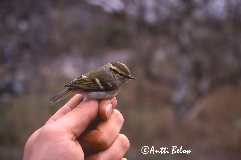 Avainsanat: Fuglekongesanger Pallas' boszanger Pallas's Leaf Warbler Kuld-lehelind Hippiäisuunilintu Pouillot de Pallas Goldhähnchen-Laubsänger Királyfüzike Kollsöngvari Fuglekongesanger Kungsfågelsångare Phylloscopus proregulus Mosquitero de Pallas