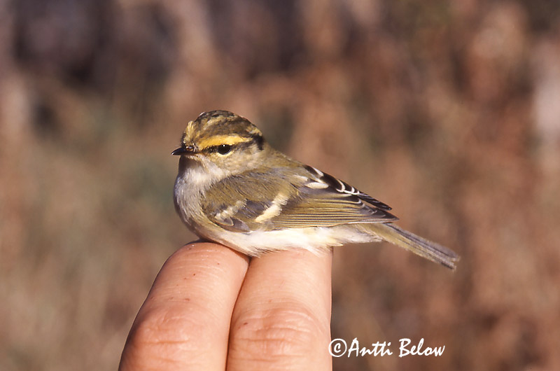 Avainsanat: Fuglekongesanger Pallas' boszanger Pallas's Leaf Warbler Kuld-lehelind Hippiäisuunilintu Pouillot de Pallas Goldhähnchen-Laubsänger Királyfüzike Kollsöngvari Fuglekongesanger Kungsfågelsångare Phylloscopus proregulus Mosquitero de Pallas