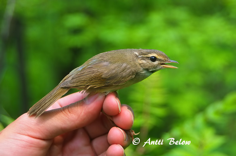 Avainsanat: Mosquiter de Schwarz Pilesanger Radde's boszanger Radde's Warbler Siperianuunilintu Pouillot de Schwarz Bartlaubsänger vastagcsoru füzike Fránsöngvari Viersanger Felosa de Schwarz Phylloscopus schwarzi Mosquitero de Schwarz Videsångare