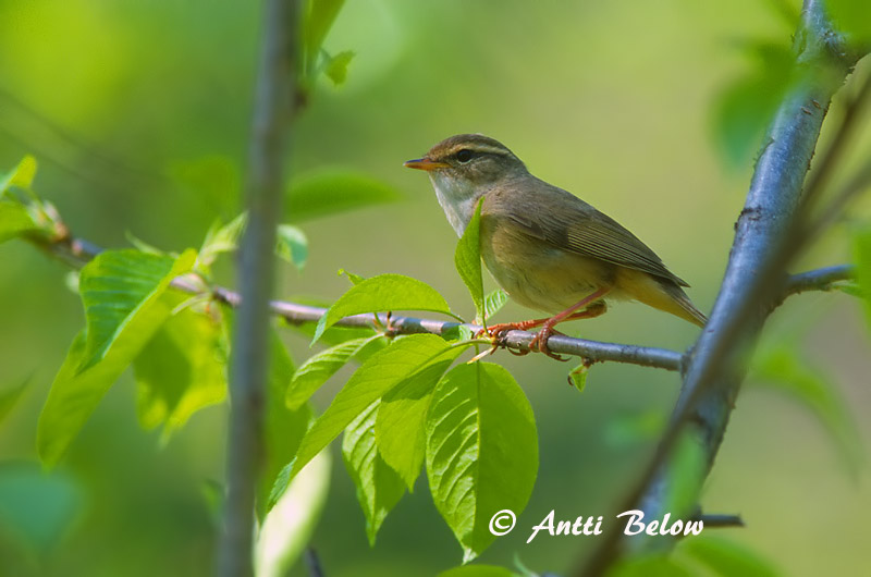 Avainsanat: Mosquiter de Schwarz Pilesanger Radde's boszanger Radde's Warbler Siperianuunilintu Pouillot de Schwarz Bartlaubsänger vastagcsoru füzike Fránsöngvari Viersanger Felosa de Schwarz Phylloscopus schwarzi Mosquitero de Schwarz Videsångare