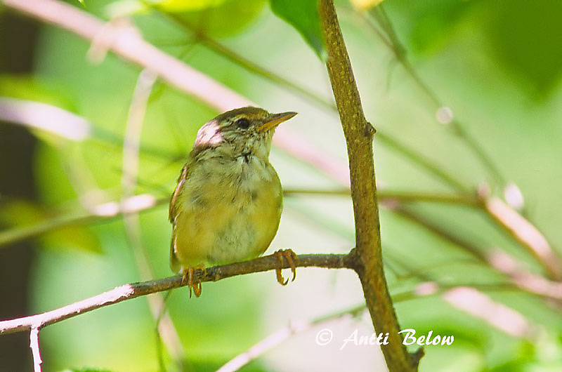Avainsanat: Mosquiter de Schwarz Pilesanger Radde's boszanger Radde's Warbler Siperianuunilintu Pouillot de Schwarz Bartlaubsänger vastagcsoru füzike Fránsöngvari Viersanger Felosa de Schwarz Phylloscopus schwarzi Mosquitero de Schwarz Videsångare