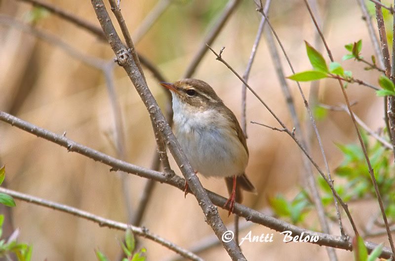 Avainsanat: Mosquiter de Schwarz Pilesanger Radde's boszanger Radde's Warbler Siperianuunilintu Pouillot de Schwarz Bartlaubsänger vastagcsoru füzike Fránsöngvari Viersanger Felosa de Schwarz Phylloscopus schwarzi Mosquitero de Schwarz Videsångare