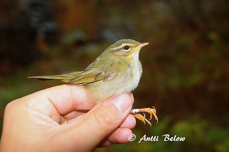 Avainsanat: Mosquiter de Schwarz Pilesanger Radde's boszanger Radde's Warbler Siperianuunilintu Pouillot de Schwarz Bartlaubsänger vastagcsoru füzike Fránsöngvari Viersanger Felosa de Schwarz Phylloscopus schwarzi Mosquitero de Schwarz Videsångare