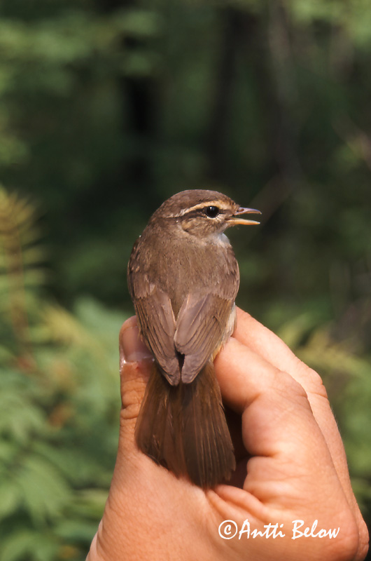 Avainsanat: Mosquiter de Schwarz Pilesanger Radde's boszanger Radde's Warbler Siperianuunilintu Pouillot de Schwarz Bartlaubsänger vastagcsoru füzike Fránsöngvari Viersanger Felosa de Schwarz Phylloscopus schwarzi Mosquitero de Schwarz Videsångare