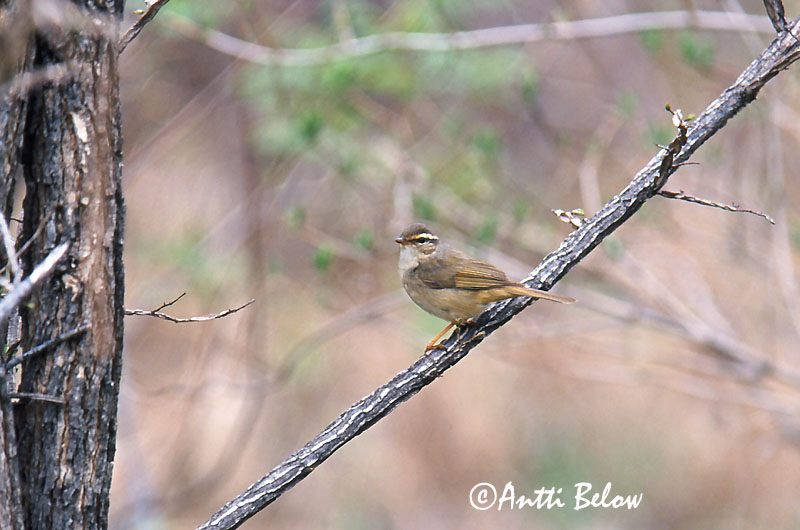 Avainsanat: Mosquiter de Schwarz Pilesanger Radde's boszanger Radde's Warbler Siperianuunilintu Pouillot de Schwarz Bartlaubsänger vastagcsoru füzike Fránsöngvari Viersanger Felosa de Schwarz Phylloscopus schwarzi Mosquitero de Schwarz Videsångare