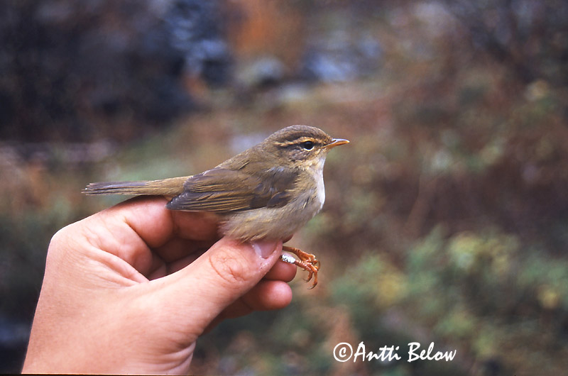 Avainsanat: Mosquiter de Schwarz Pilesanger Radde's boszanger Radde's Warbler Siperianuunilintu Pouillot de Schwarz Bartlaubsänger vastagcsoru füzike Fránsöngvari Viersanger Felosa de Schwarz Phylloscopus schwarzi Mosquitero de Schwarz Videsångare