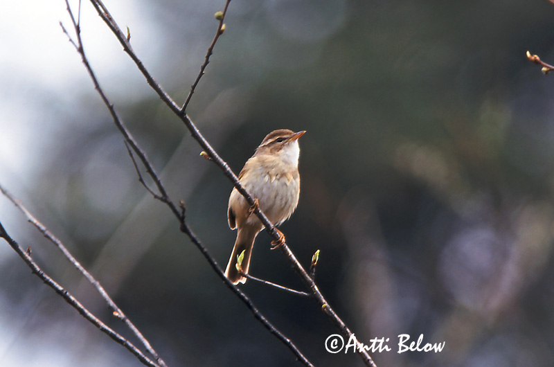 Avainsanat: Mosquiter de Schwarz Pilesanger Radde's boszanger Radde's Warbler Siperianuunilintu Pouillot de Schwarz Bartlaubsänger vastagcsoru füzike Fránsöngvari Viersanger Felosa de Schwarz Phylloscopus schwarzi Mosquitero de Schwarz Videsångare
