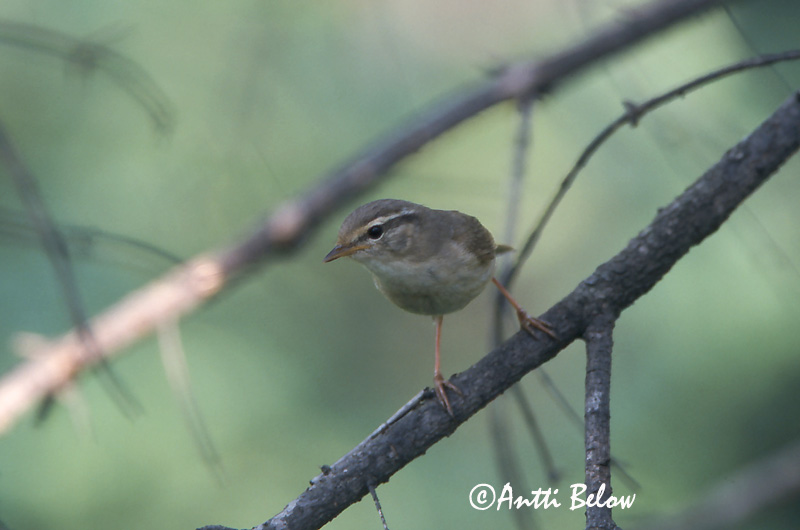 Avainsanat: Mosquiter de Schwarz Pilesanger Radde's boszanger Radde's Warbler Siperianuunilintu Pouillot de Schwarz Bartlaubsänger vastagcsoru füzike Fránsöngvari Viersanger Felosa de Schwarz Phylloscopus schwarzi Mosquitero de Schwarz Videsångare