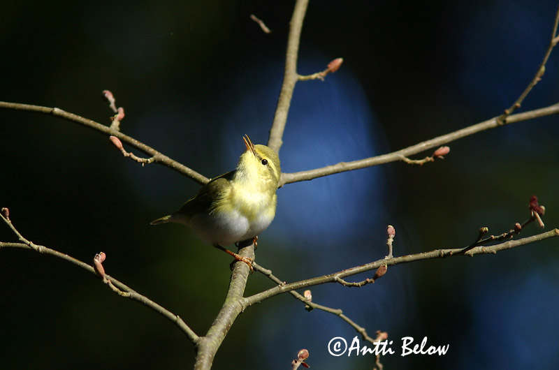 Avainsanat: Mosquiter xiulaire Skovsanger Fluiter Wood Warbler Mets-lehelind Sirittäjä Pouillot siffleur Waldlaubsänger Sisego füzike Grænsöngvari Bøksanger Felosa-assobiadeira Phylloscopus sibilatrix Mosquitero Silbador Grönsångare