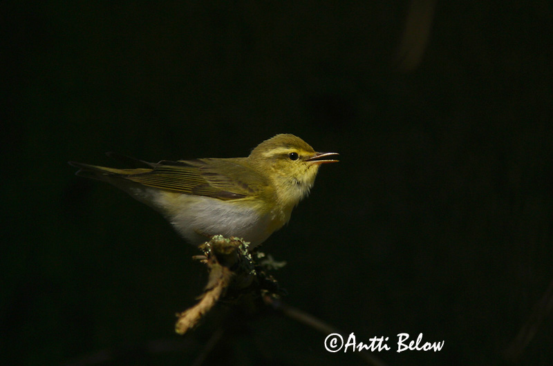 Avainsanat: Mosquiter xiulaire Skovsanger Fluiter Wood Warbler Mets-lehelind Sirittäjä Pouillot siffleur Waldlaubsänger Sisego füzike Grænsöngvari Bøksanger Felosa-assobiadeira Phylloscopus sibilatrix Mosquitero Silbador Grönsångare