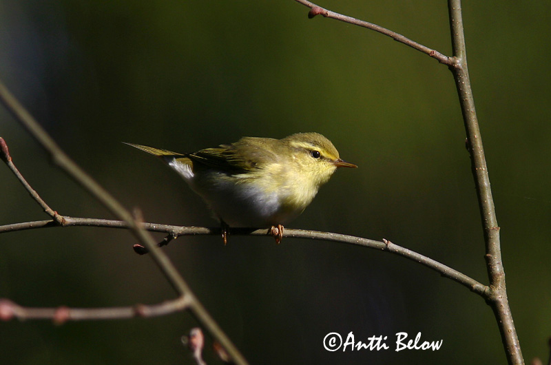 Avainsanat: Mosquiter xiulaire Skovsanger Fluiter Wood Warbler Mets-lehelind Sirittäjä Pouillot siffleur Waldlaubsänger Sisego füzike Grænsöngvari Bøksanger Felosa-assobiadeira Phylloscopus sibilatrix Mosquitero Silbador Grönsångare
