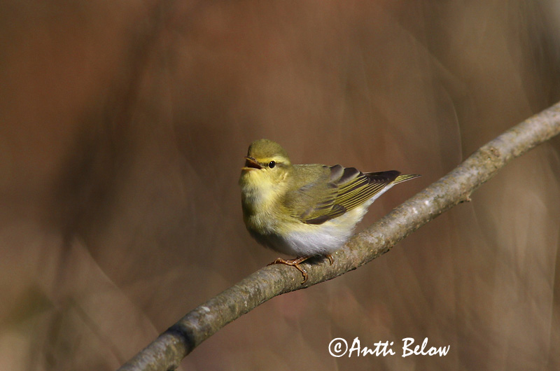 Avainsanat: Mosquiter xiulaire Skovsanger Fluiter Wood Warbler Mets-lehelind Sirittäjä Pouillot siffleur Waldlaubsänger Sisego füzike Grænsöngvari Bøksanger Felosa-assobiadeira Phylloscopus sibilatrix Mosquitero Silbador Grönsångare