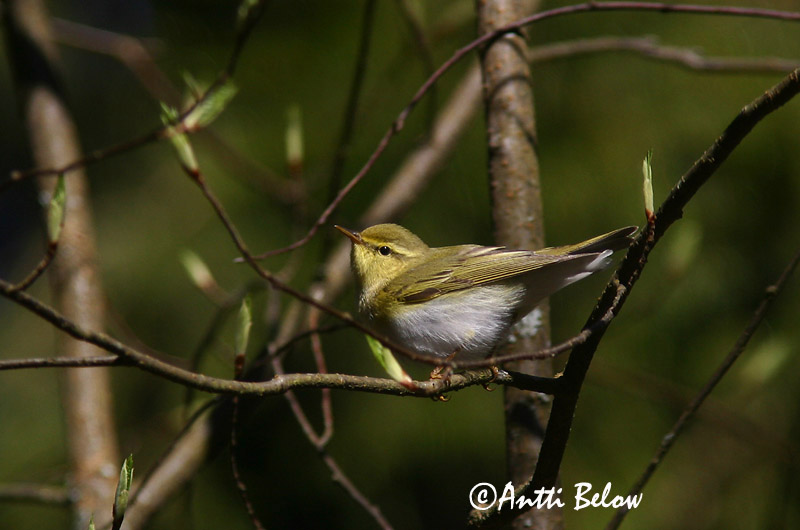 Avainsanat: Mosquiter xiulaire Skovsanger Fluiter Wood Warbler Mets-lehelind Sirittäjä Pouillot siffleur Waldlaubsänger Sisego füzike Grænsöngvari Bøksanger Felosa-assobiadeira Phylloscopus sibilatrix Mosquitero Silbador Grönsångare
