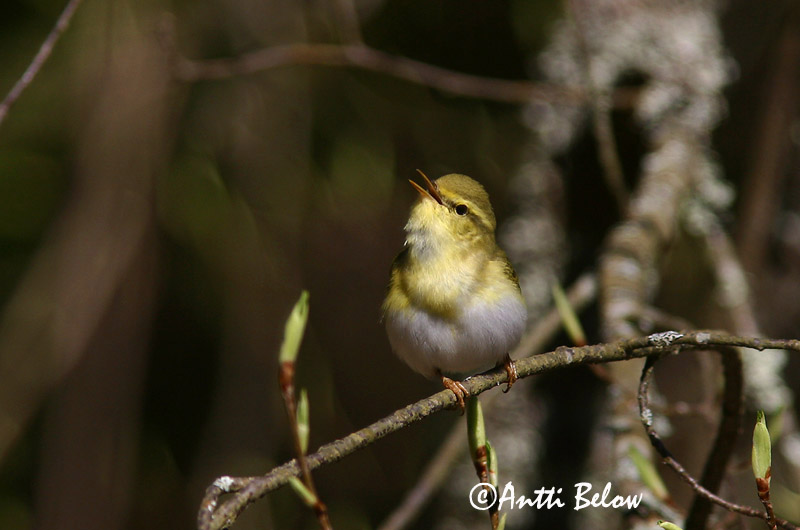Avainsanat: Mosquiter xiulaire Skovsanger Fluiter Wood Warbler Mets-lehelind Sirittäjä Pouillot siffleur Waldlaubsänger Sisego füzike Grænsöngvari Bøksanger Felosa-assobiadeira Phylloscopus sibilatrix Mosquitero Silbador Grönsångare
