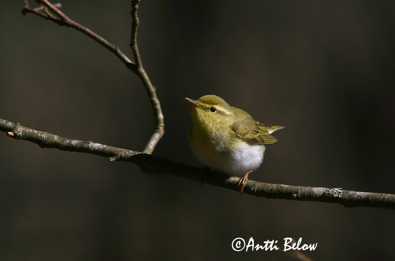 Avainsanat: Mosquiter xiulaire Skovsanger Fluiter Wood Warbler Mets-lehelind Sirittäjä Pouillot siffleur Waldlaubsänger Sisego füzike Grænsöngvari Bøksanger Felosa-assobiadeira Phylloscopus sibilatrix Mosquitero Silbador Grönsångare