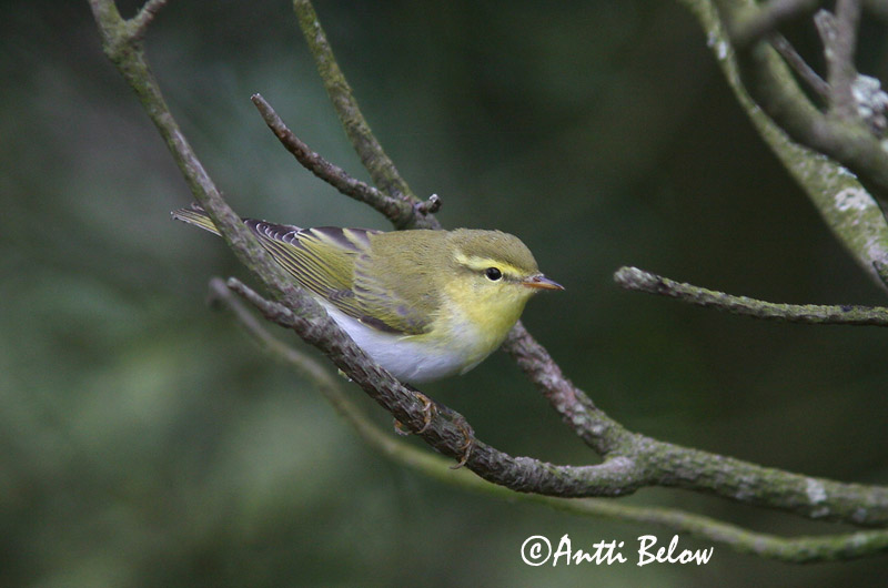 Avainsanat: Mosquiter xiulaire Skovsanger Fluiter Wood Warbler Mets-lehelind Sirittäjä Pouillot siffleur Waldlaubsänger Sisego füzike Grænsöngvari Bøksanger Felosa-assobiadeira Phylloscopus sibilatrix Mosquitero Silbador Grönsångare