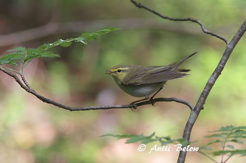 Avainsanat: Mosquiter xiulaire Skovsanger Fluiter Wood Warbler Mets-lehelind Sirittäjä Pouillot siffleur Waldlaubsänger Sisego füzike Grænsöngvari Bøksanger Felosa-assobiadeira Phylloscopus sibilatrix Mosquitero Silbador Grönsångare
