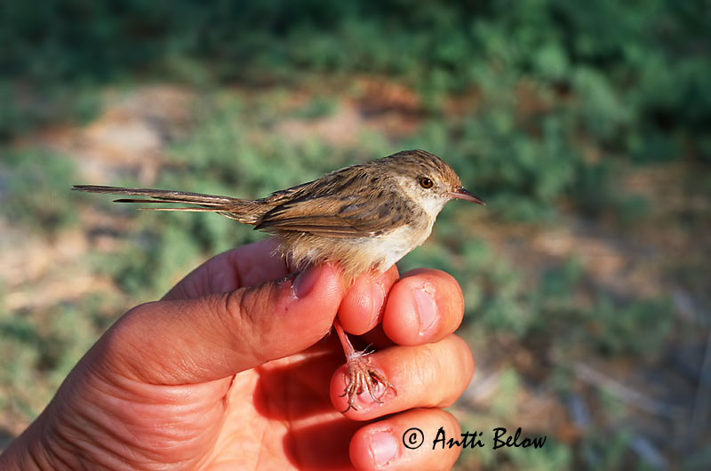 Avainsanat: Gestreepte prinia Graceful Prinia Prinia gracile Streifenprinie Stripeprinia Prinia gracilis Alzacola Grácil Streckad prinia Priinia