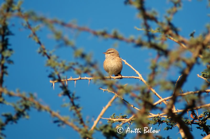 Avainsanat: Maquiszanger Scrub Warbler Dromoïque du désert Wüstenprinie Scotocerca inquieta Krattsanger Scotocerca inquieta Bufesiu Snårsångare Aavikkokerttu