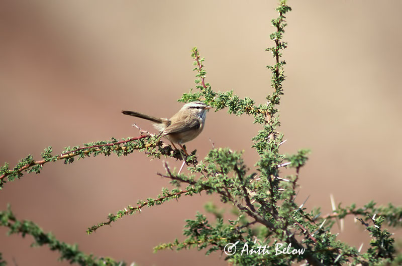 Avainsanat: Maquiszanger Scrub Warbler Dromoïque du désert Wüstenprinie Scotocerca inquieta Krattsanger Scotocerca inquieta Bufesiu Snårsångare Aavikkokerttu