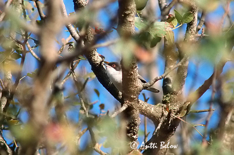 slide
Avainsanat: Tallarol capnegre Sorthovedet sanger Kleine zwartkop Sardinian Warbler Samettipääkerttu Fauvette mélanocéphale Samtkopf-Grasmücke Kucsmás poszáta Hjálmsöngvari Svarthodesanger Toutinegra-de-cabeça-preta Sylvia melanocephala Curruca Cabecinegra S
